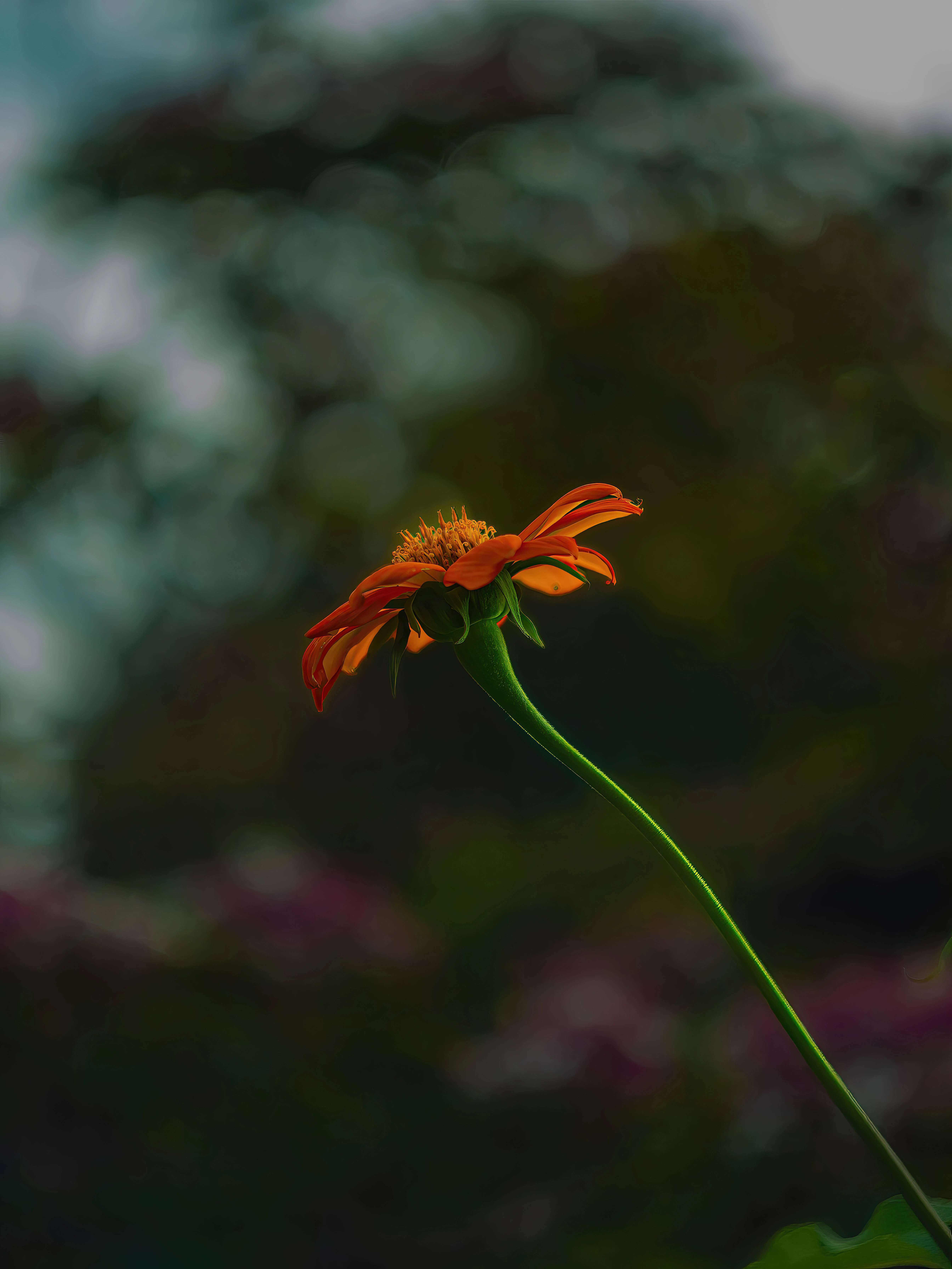 Nature & Wildlife - Image 4